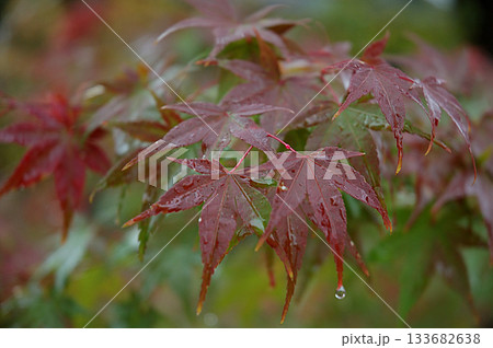 Momiji leaf 秋雨の中で紅葉が色づき始めたモミジの葉(望遠マクロ,クローズアップ接写撮り) Momiji leaf 秋雨の中で紅葉が色づき始めたモミジの葉(望遠マクロ,クローズアップ接写撮り) 133682638