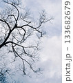 冬の空と葉のない木の枝 133682679