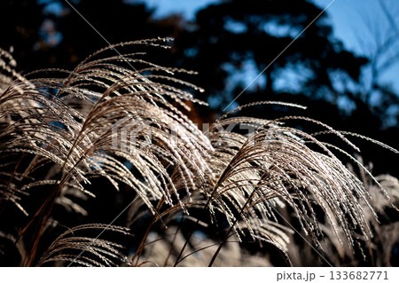 秋風に揺れる黄金色のススキ 133682771