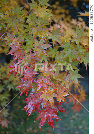 Momiji leaf 秋雨の中で紅葉が色づき始めたモミジの葉(望遠マクロ，クローズアップ接写撮り) 133682776