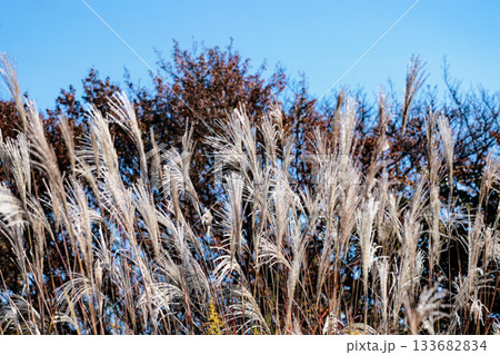 秋風に揺れる黄金色のススキ 133682834