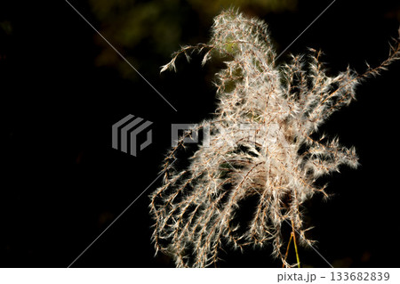 秋風に揺れる黄金色のススキ 133682839
