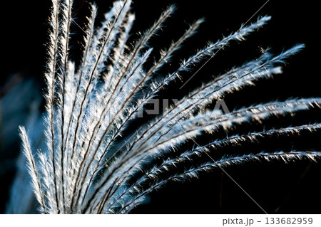 秋風に揺れる黄金色のススキ 秋風に揺れる黄金色のススキ 133682959