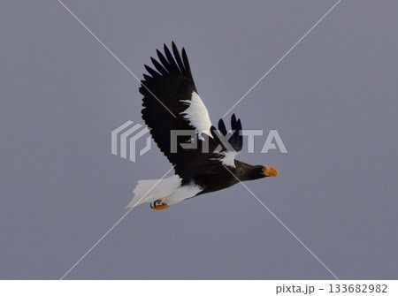 オオワシ 133682982
