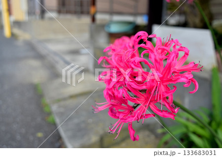 ダイヤモンドリリー 133683031