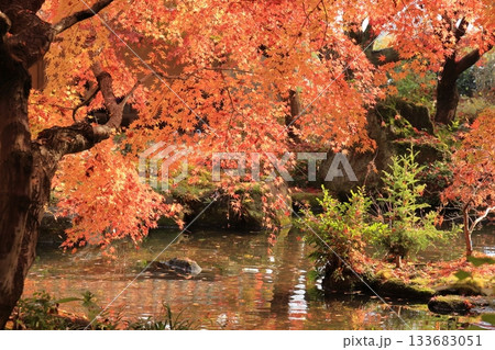 筑西市最勝寺の紅葉したもみじ 133683051