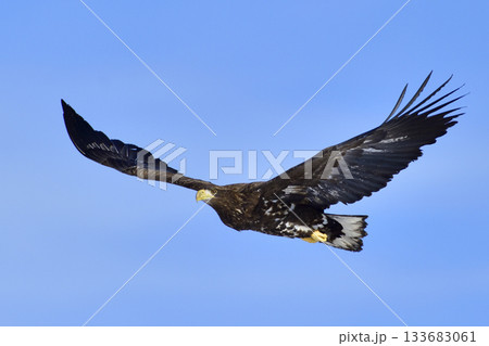 オジロワシ幼鳥 133683061