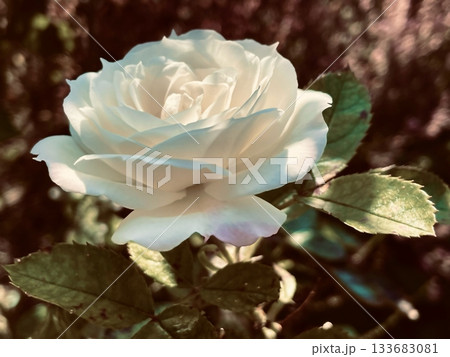 秋に咲くバラ(ノスタルジーな薔薇の写真) 秋に咲くバラ(ノスタルジーな薔薇の写真) 133683081