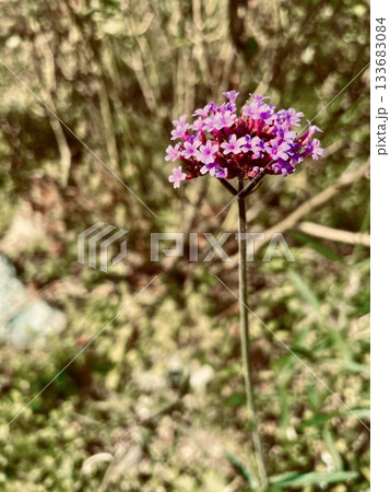 秋に咲くヤナギハナガサの可憐な花の写真素材 秋に咲くヤナギハナガサの可憐な花の写真素材 133683084