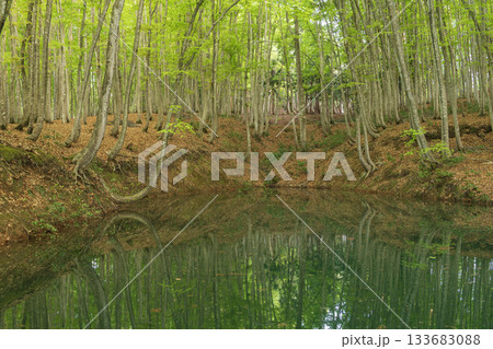 池に映る新緑 133683088