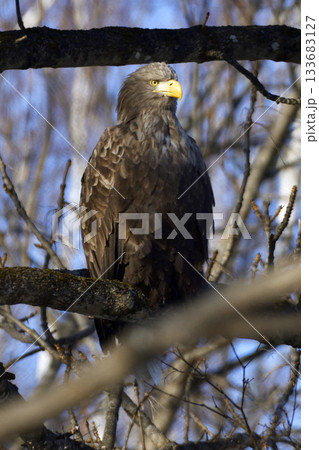 オジロワシ 133683127