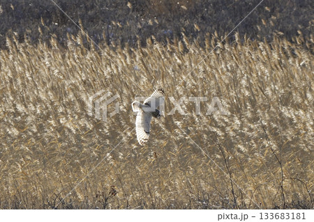 コミミズク コミミズク 133683181