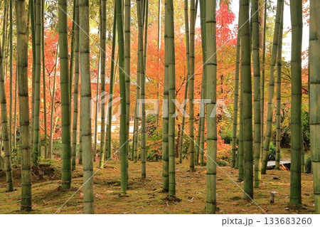 筑西市の最勝寺の竹林 133683260