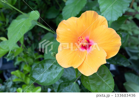 orange hibiscus flower (genus Hibiscus). orange hibiscus flower (genus Hibiscus). 133683436