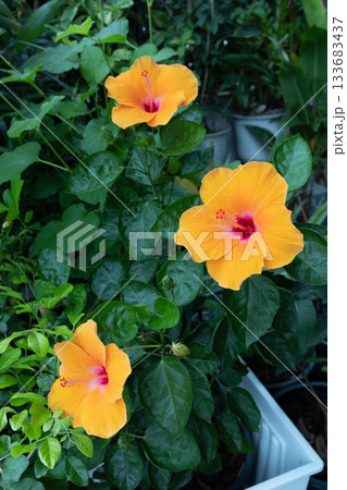 orange hibiscus flower (genus Hibiscus). 133683437