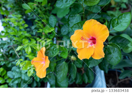 orange hibiscus flower (genus Hibiscus). orange hibiscus flower (genus Hibiscus). 133683438