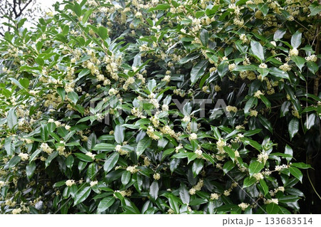 ギンモクセイの花 133683514