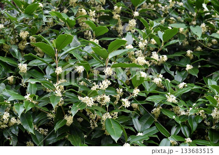 ギンモクセイの花 ギンモクセイの花 133683515