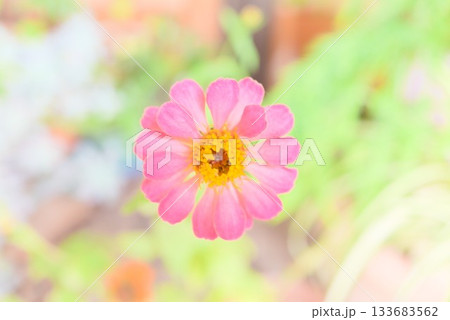 淡い光に浮かぶピンクの花のマクロ写真 133683562