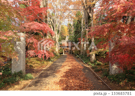 最勝寺の紅葉したもみじと山門 133683781
