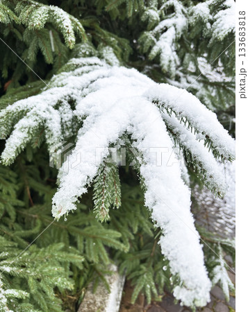 Snow covered evergreen fir branches in a winter forest, close up view of pine needles covered with fresh white frost and soft snow, peaceful natural seasonal background for Christmas and winter 133683818
