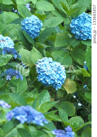 青い紫陽花 133683857