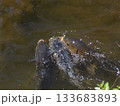 錦鯉 133683893