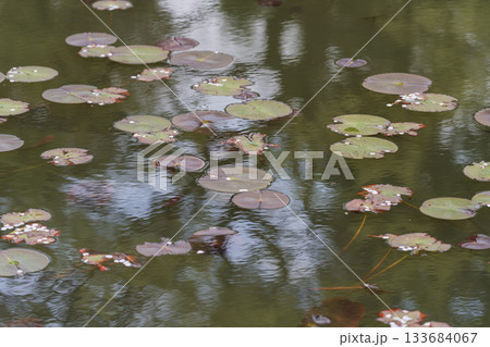 白い睡蓮の花 133684067