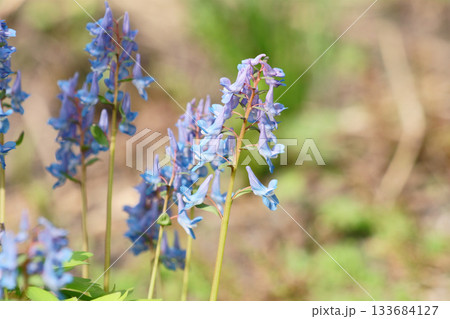 春の北海道の庭に咲くエゾエンゴサク 春の北海道の庭に咲くエゾエンゴサク 133684127