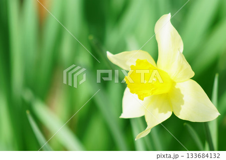 春の庭に咲く白色の水仙の花 春の庭に咲く白色の水仙の花 133684132