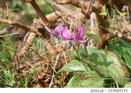 春の庭に咲くカタクリの花 春の庭に咲くカタクリの花 133684135