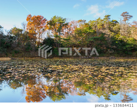 秋の六甲山の横池　水面に紅葉が映る 133684411