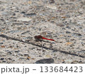 赤とんぼ 133684423
