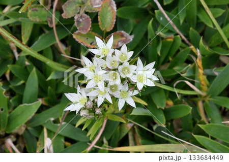 センブリの花 センブリの花 133684449