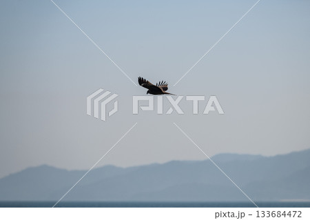 空を飛ぶトビ 空を飛ぶトビ 133684472