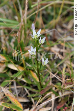 センブリの花 センブリの花 133684499