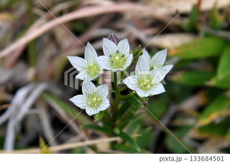センブリの花 センブリの花 133684501