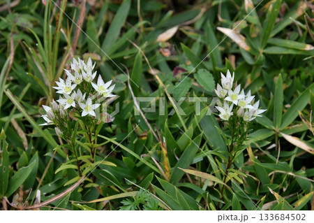 センブリの花 センブリの花 133684502