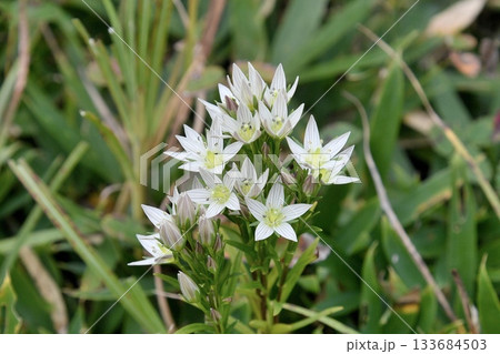センブリの花 133684503