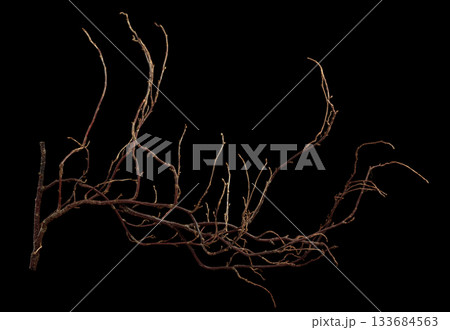 The intricately entwined withered branch of a bush on a black background. The intricately entwined withered branch of a bush on a black background. 133684563