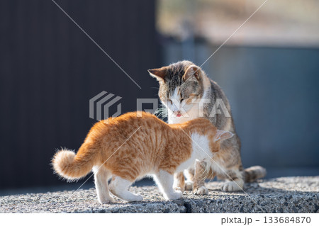 寄り添う猫の親子 寄り添う猫の親子 133684870