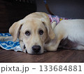 ラブラドールレトリバー 133684881