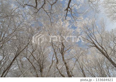 美しい霧氷の森 133684921