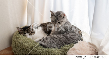 窓辺で眠る二匹の猫 133684928
