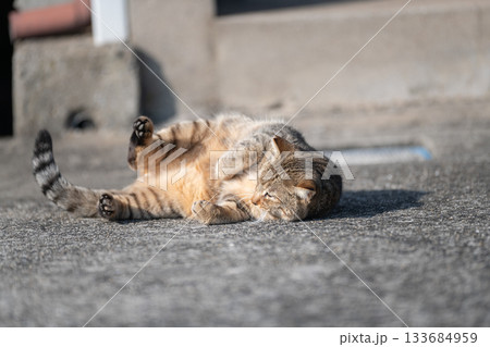 路上で寝ころがる猫　 133684959