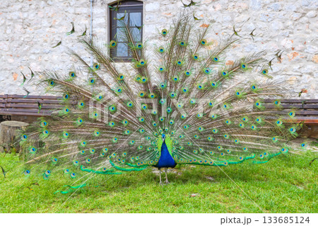 Male of peacock or peafowl (Pavo cristatus) with colorful spread tail-feathers on a lawn Male of peacock or peafowl (Pavo cristatus) with colorful spread tail-feathers on a lawn 133685124