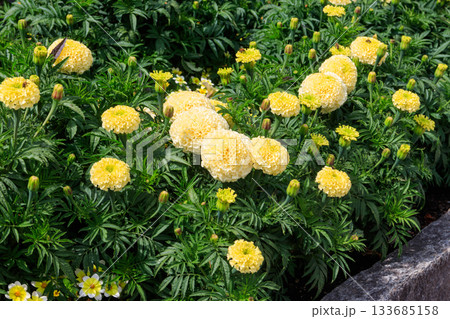 Yellow mexican marigold flowers (Tagetes erecta) in the garden 133685158