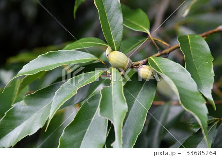 アラカシの実 133685264