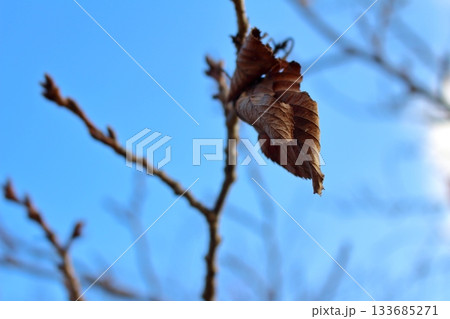 落ちる直前の枯れ葉 落ちる直前の枯れ葉 133685271