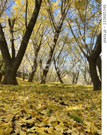 黄金のイチョウの落ち葉の絨毯と青空に伸びる樹木を収めた秋の森の風景素材　季節演出・背景素材・広告 133685348